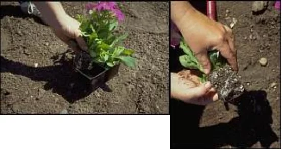 The plant will have a distinct root mass the shape of the cell pack