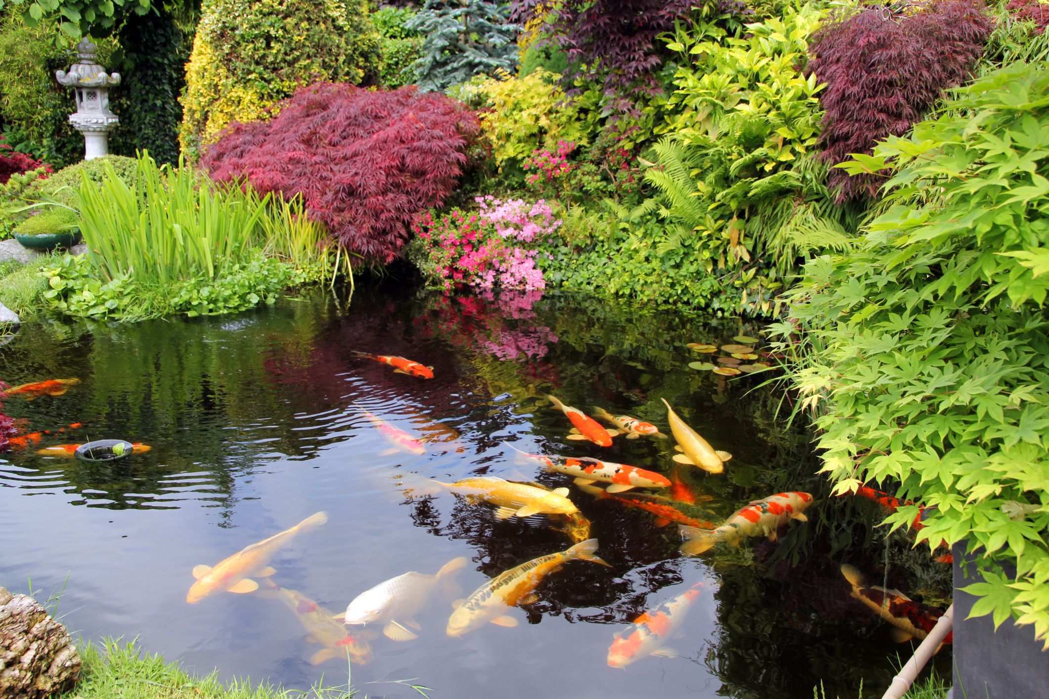 Best Location for a Garden Pond