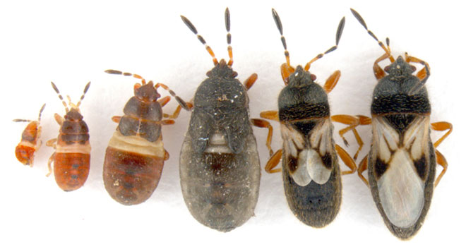 Chinch Bug Guide – Appearance, Life Cycle, Habits, Damage, Insect Control Solutions