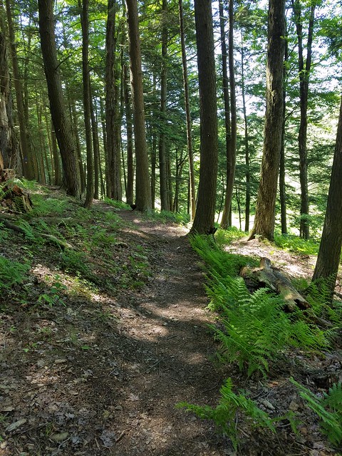 Gorge Trail Salt Springs