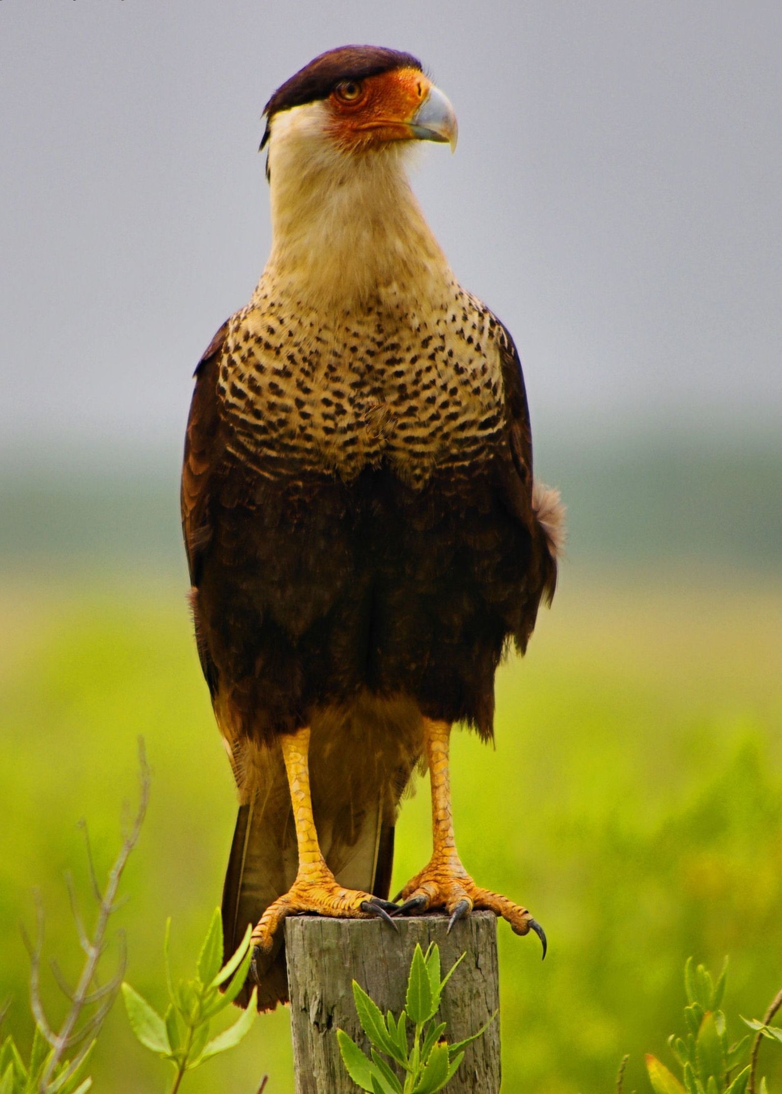 Safe Haven for a Better Future: Friends of Brazoria Wildlife Refuges