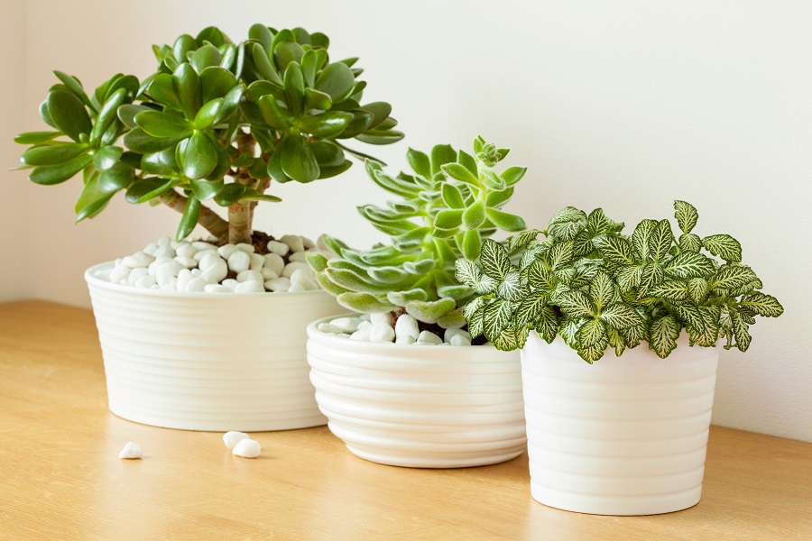 The Complete Guide To Succulent Care