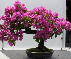 Bougainvillea Bonsai