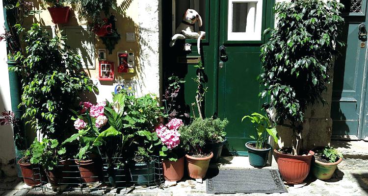 How To Move Indoor Plants Outside In The Summer (And Not Kill Them)