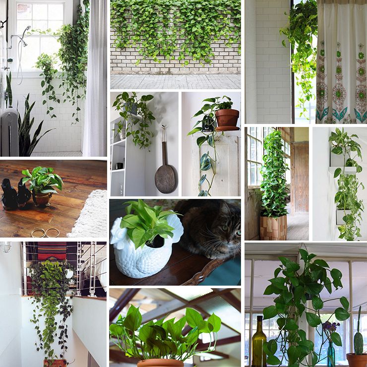 Pothos Plant Care – Your Complete Guide